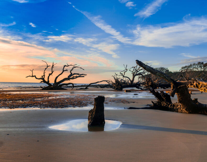 Driftwood Beach