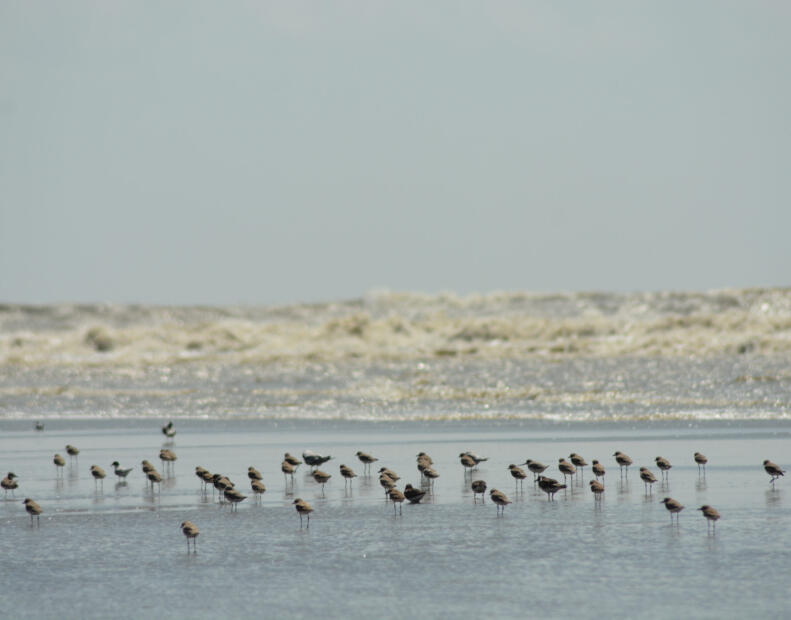 Sonadia Island