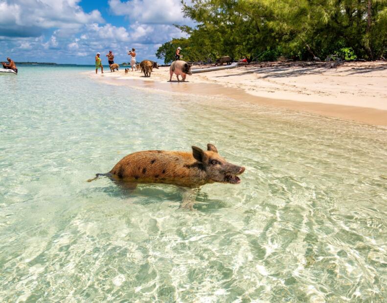 Pig Beach