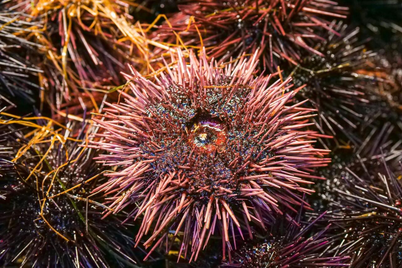 Czy na Filipinach są jeżowce?