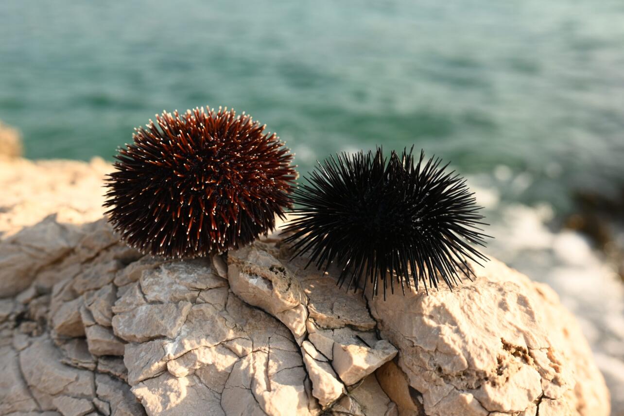 Czy w Bułgarii są jeżowce?