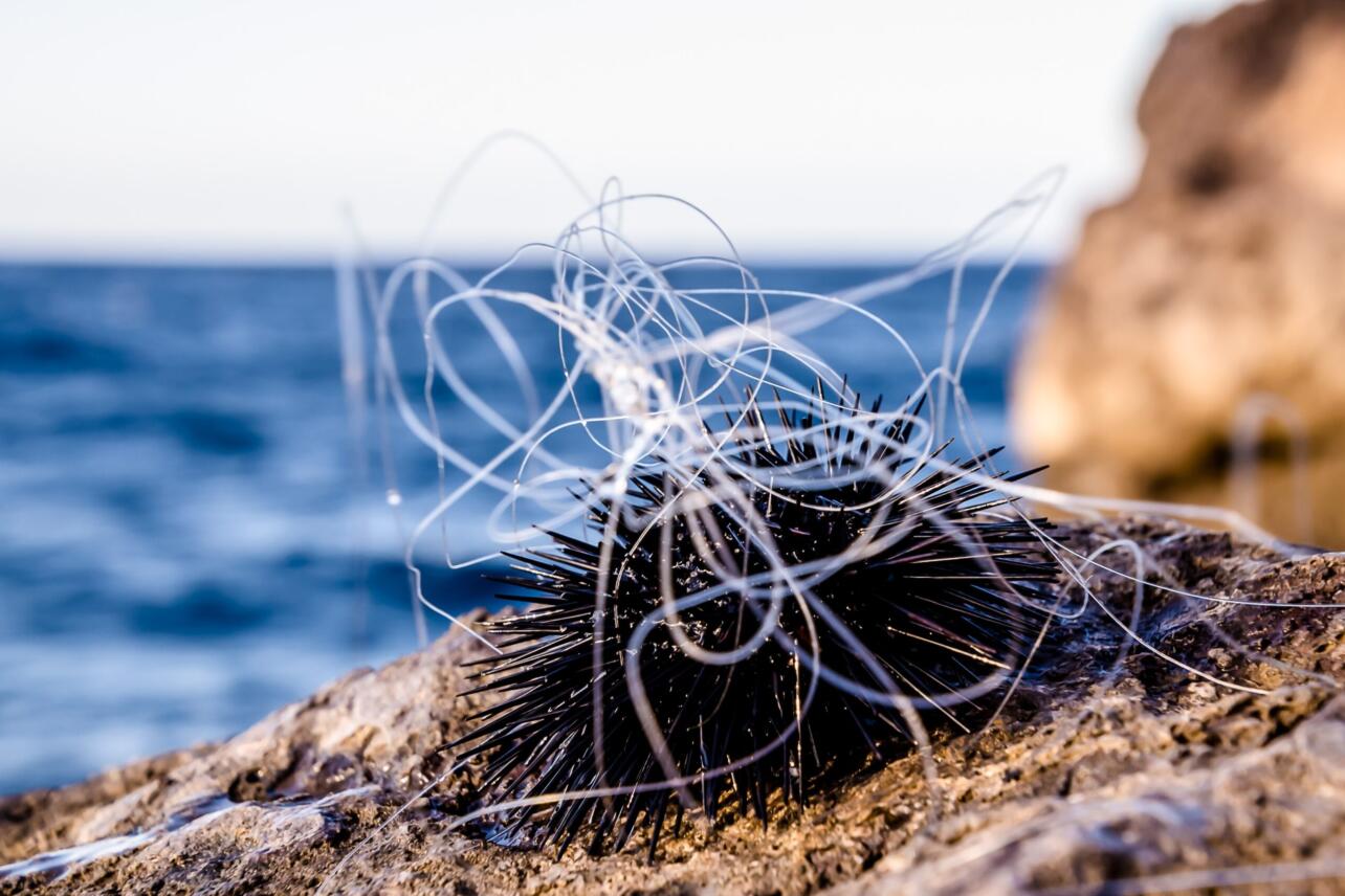 Czy w Chorwacji są jeżowce?