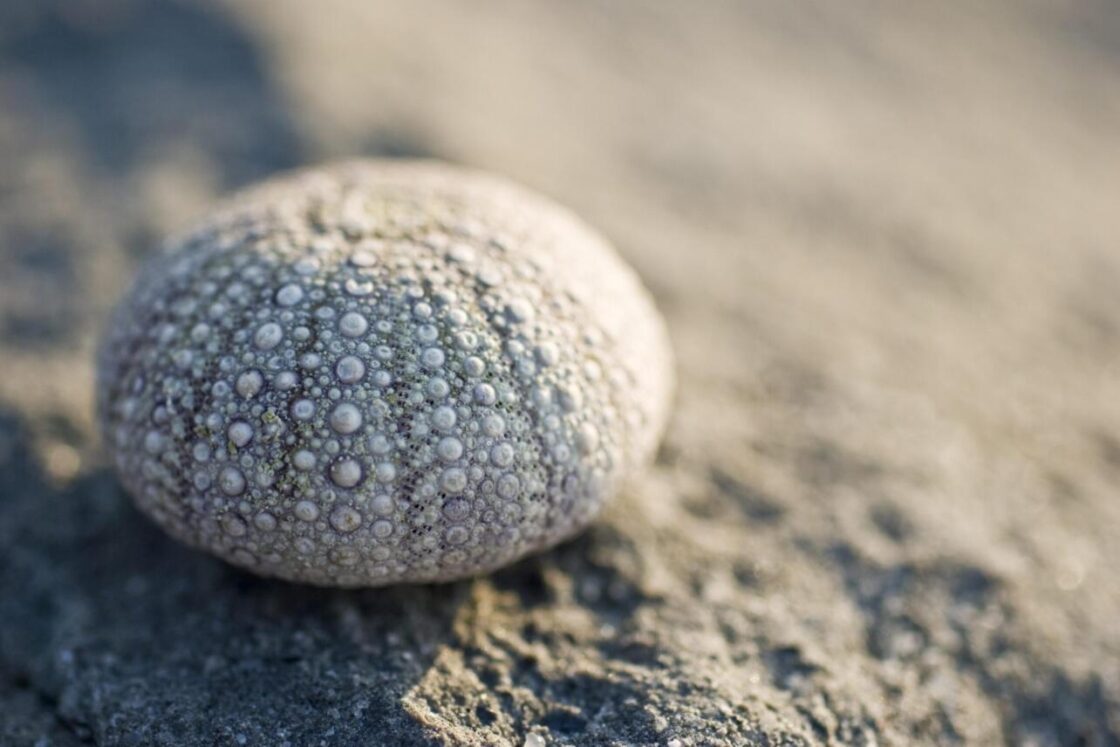 Czy na Kubie są jeżowce?