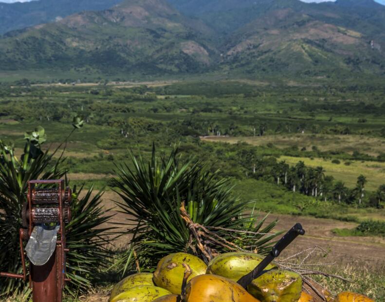Co zrobić po kontakcie z jeżowcem na Kubie?