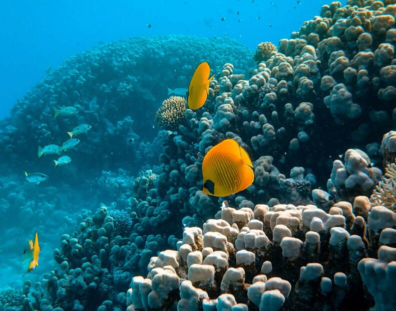 Czy jeżowce można spotkać na plażach Egiptu?