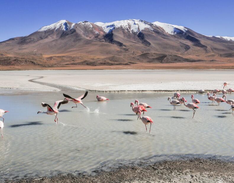 Czy jeżowce można spotkać na plażach Boliwii?