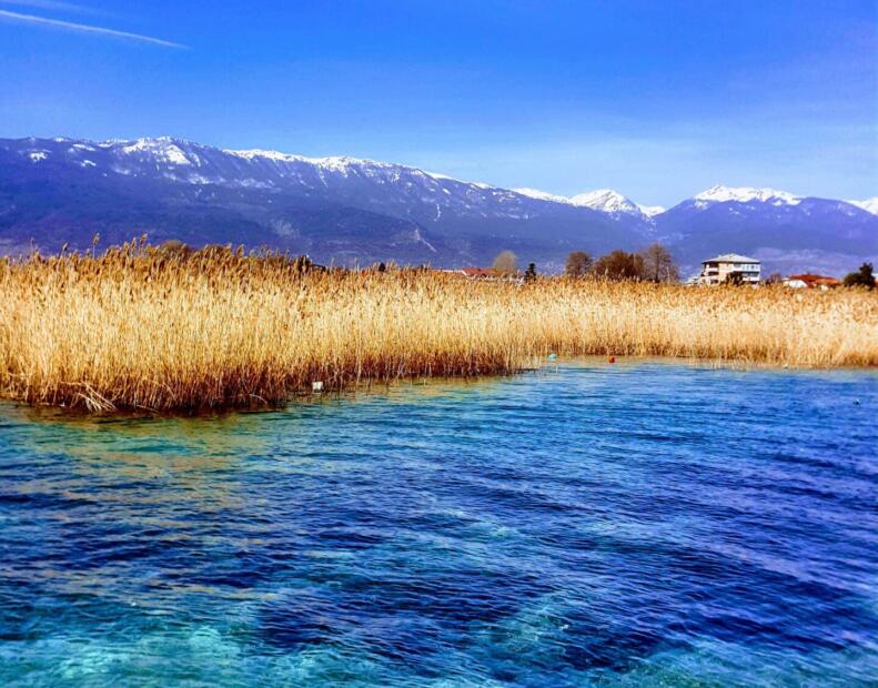 Jak chronić się przed jeżowcami, jeśli występują.