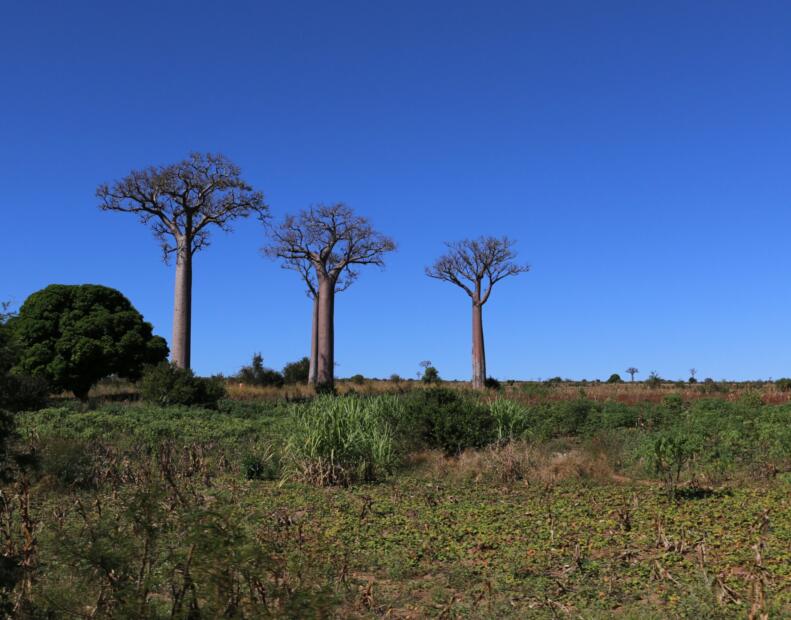 Jak chronić się przed jeżowcami, jeśli występują.