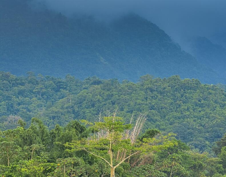 Co zrobić po kontakcie z jeżowcem na Belize?