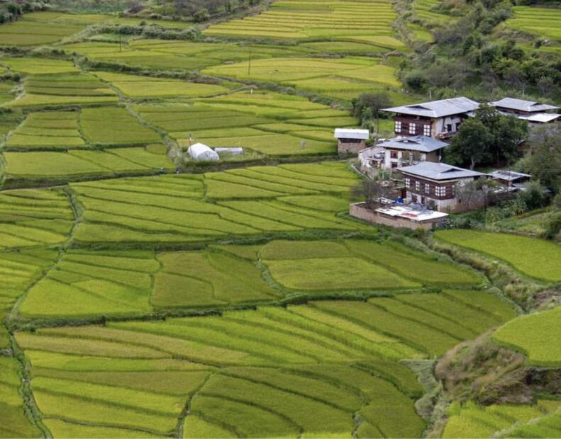 Co zrobić po kontakcie z jeżowcem w Bhutanie?